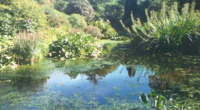 Clarity Pro - 1 month after treatment showing significant reduction in blanketweed and clear water