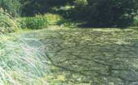 Clarity Pro before treatment of natural ponds with stream flowing through