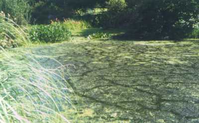 Clarity Pro - pond before treatment covered in blanketweed