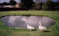 Clarity Pro - blanketweed treatment in natural pond with ducks and geese