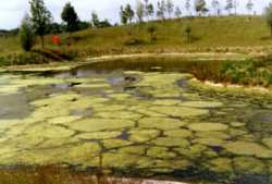 Corporate HQ lake with blanketweed