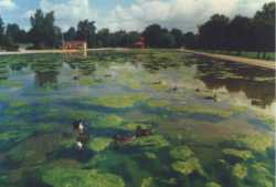 Boating lake with blanketweed