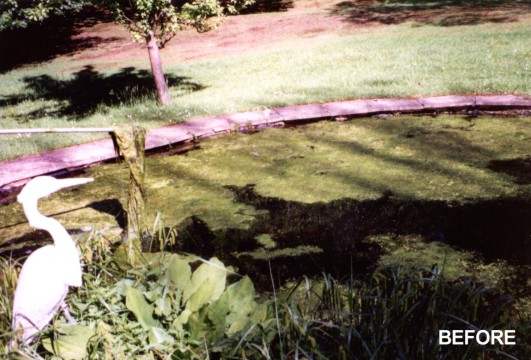 Koi pond covered completely with blanketweed