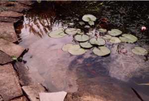 Photo of clear pond after treatment