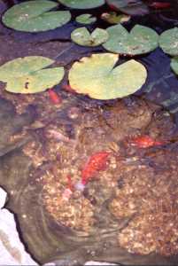 Photo of clear pond & fish after treatment by Ecotreat Clarity